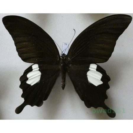 Papilio sataspes Felder & Felder, 1864 Indonesia, Sulawesi 98mm79